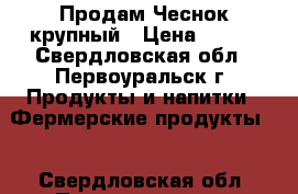 Продам Чеснок крупный › Цена ­ 150 - Свердловская обл., Первоуральск г. Продукты и напитки » Фермерские продукты   . Свердловская обл.,Первоуральск г.